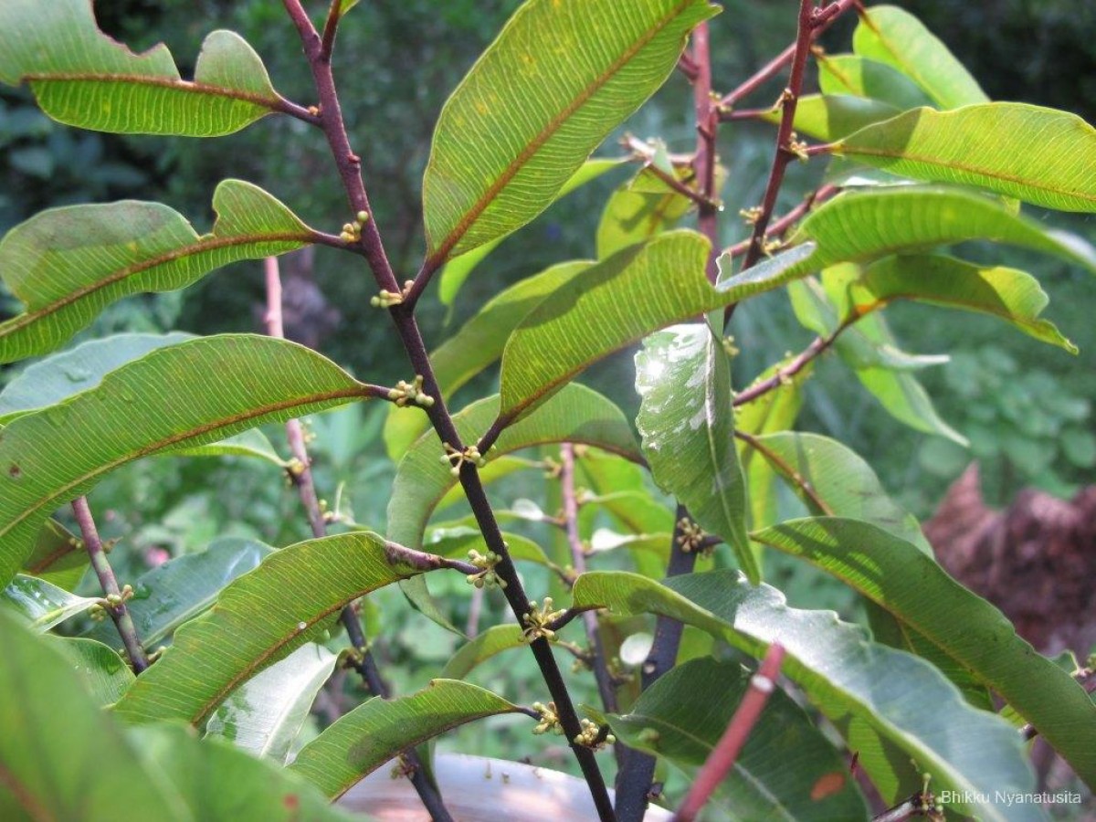 Donella lanceolata (Blume) Aubrév.